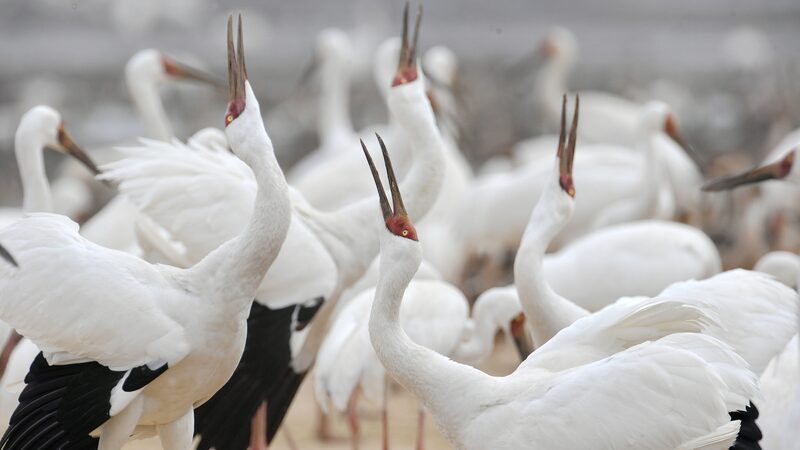 Birdwatching_Boom_Triggers_Eco_Tourism_Surge_in_China_poster - My Global News: Voices of a New Era Birdwatching_Boom_Triggers_Eco_Tourism_Surge_in_China video poster