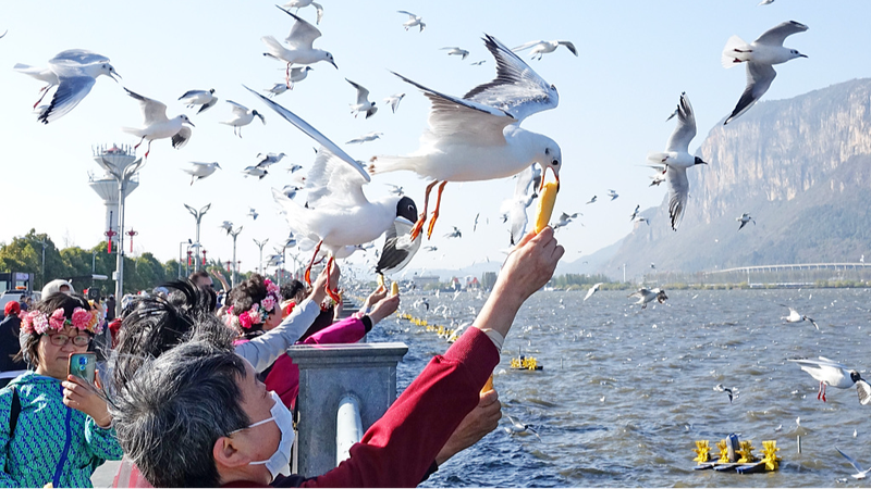 Black_Headed_Gulls_Charm_Visitors_at_Dianchi_Lake_in_Kunming