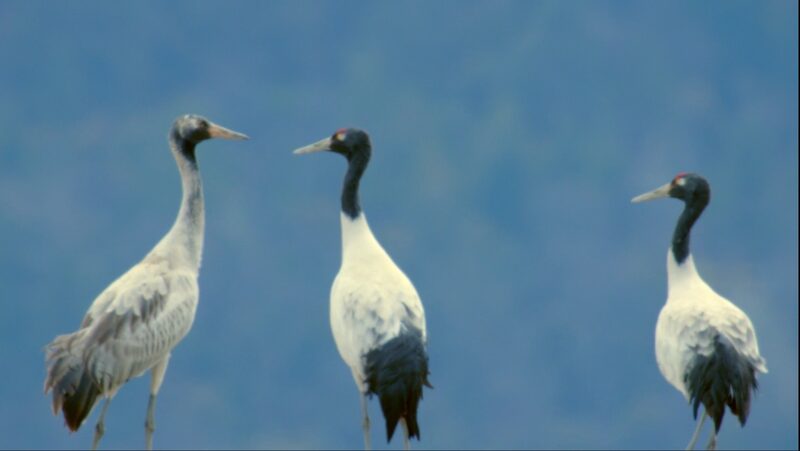 Black-Necked Cranes Thrive in Tibetan Wetlands Amid Winter Migration Black_Necked_Cranes_Thrive_in_Tibetan_Wetlands_Amid_Winter_Migration video poster