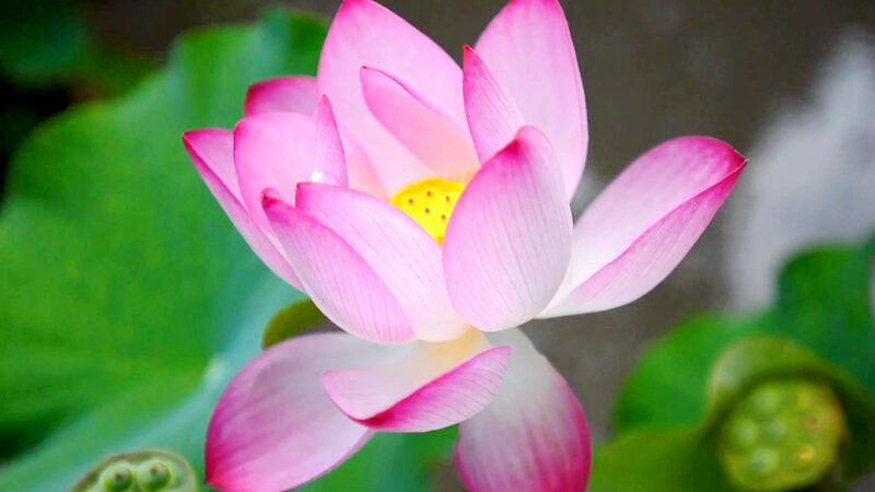 Blooming_Beauty__Wuxi_s_38th_National_Lotus_Exhibition_Unveils_Taihu_Lake_Splendor