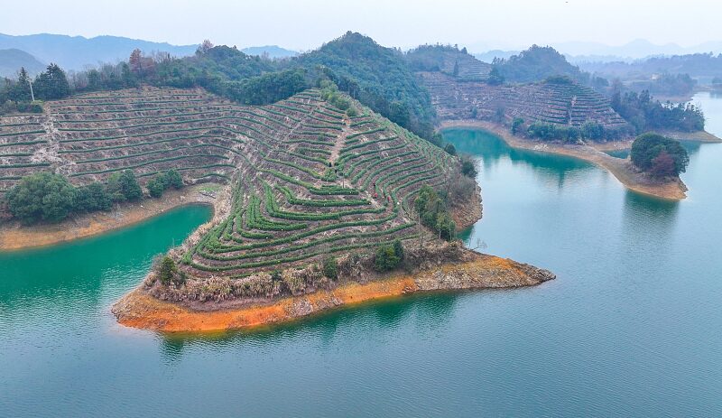 Blooming Season: Qiandao Lake Kicks Off Spring Tea Harvest Blooming_Season__Qiandao_Lake_Kicks_Off_Spring_Tea_Harvest