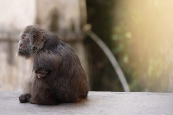 Bonds Beyond Species: Nun, Monk, and Armless Monkey Share Temple in Zhejiang Bonds_Beyond_Species__Nun__Monk__and_Armless_Monkey_Share_Temple_in_Zhejiang video poster