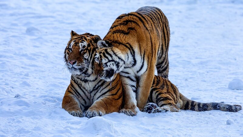 Bountiful Year for China’s Tigers and Leopards: 35+ Cubs Born in 2023 Bountiful_Year_for_China_s_Tigers_and_Leopards__35__Cubs_Born_in_2023