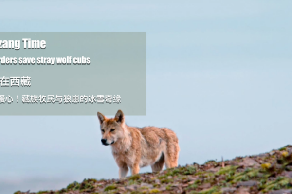 Brave Herders Rescue Stranded Wolf Cubs on Qinghai-Xizang Plateau Brave_Herders_Rescue_Stranded_Wolf_Cubs_on_Qinghai_Xizang_Plateau video poster