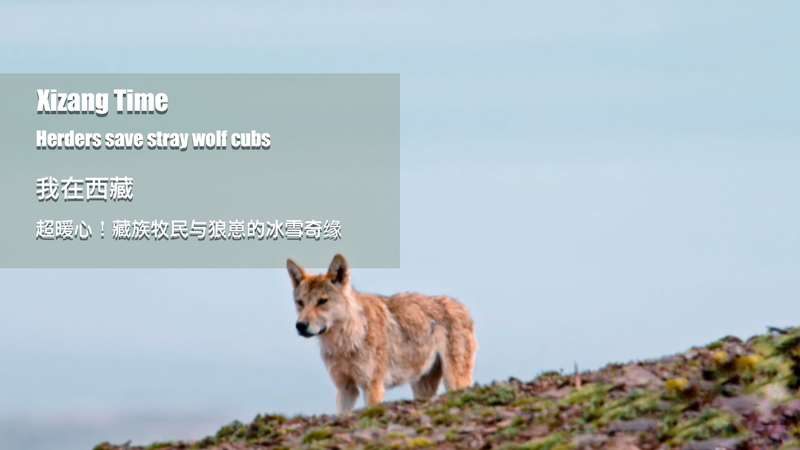 Brave_Herders_Rescue_Stranded_Wolf_Cubs_on_Qinghai_Xizang_Plateau video poster