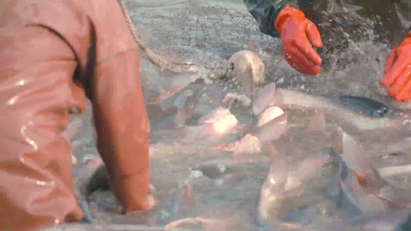 Breaking_the_Ice__Biliu_River_s_Winter_Fishing_Season_Kicks_Off_for_Chinese_New_Year_poster - My Global News: Voices of a New Era Breaking_the_Ice__Biliu_River_s_Winter_Fishing_Season_Kicks_Off_for_Chinese_New_Year video poster