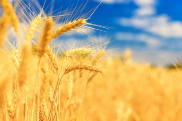 Breakthrough_Gene_Boosts_Wheat_Yields_by_Up_to_9__in_Saline_Soils