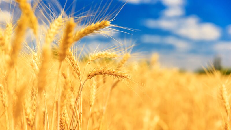 Breakthrough_Gene_Boosts_Wheat_Yields_by_Up_to_9__in_Saline_Soils