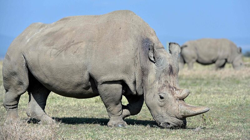 Breakthrough_IVF_Pregnancy__New_Hope_for_Endangered_White_Rhinos