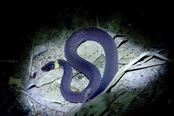 Bright Yellow Collar: New Snake Species Discovered in Hunan Province Bright_Yellow_Collar__New_Snake_Species_Discovered_in_Hunan_Province
