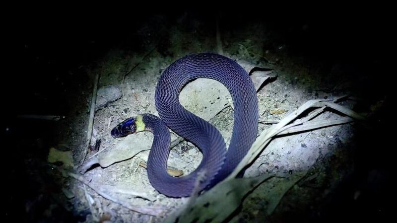 Bright_Yellow_Collar__New_Snake_Species_Discovered_in_Hunan_Province