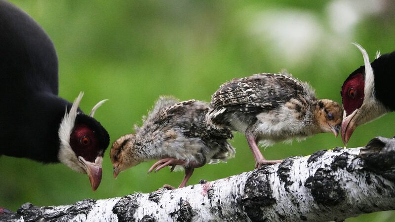Brown_eared_Pheasants_Flourish_in_Shanxi_s_Qiliyu_Scenic_Area - My Global News: Voices of a New Era Brown_eared_Pheasants_Flourish_in_Shanxi_s_Qiliyu_Scenic_Area