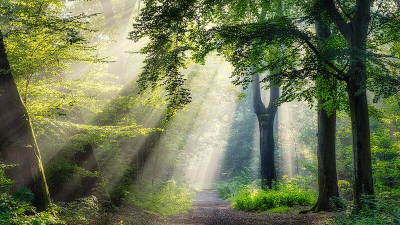 COP16_Concludes_with_Global_Commitments_to_Safeguard_Biodiversity