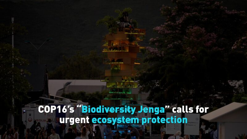 COP16_s_Biodiversity_Jenga_Highlights_Urgent_Need_for_Ecosystem_Protection_poster - My Global News: Voices of a New Era COP16_s_Biodiversity_Jenga_Highlights_Urgent_Need_for_Ecosystem_Protection video poster
