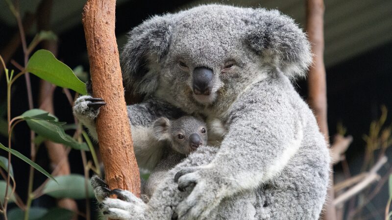 CSIRO_Urges_Australians_to_Track_Koala_Sightings_with_New_App