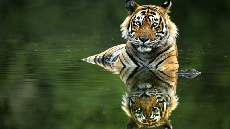 Cambodia Deploys Wildlife Cameras to Revive Endangered Tigers Cambodia_Deploys_Wildlife_Cameras_to_Revive_Endangered_Tigers