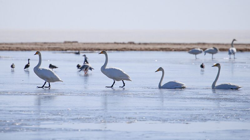Capturing_Spring__Migratory_Birds_Bring_Life_to_Qinghai_s_Quanwan_Wetlands_poster - My Global News: Voices of a New Era Capturing_Spring__Migratory_Birds_Bring_Life_to_Qinghai_s_Quanwan_Wetlands video poster