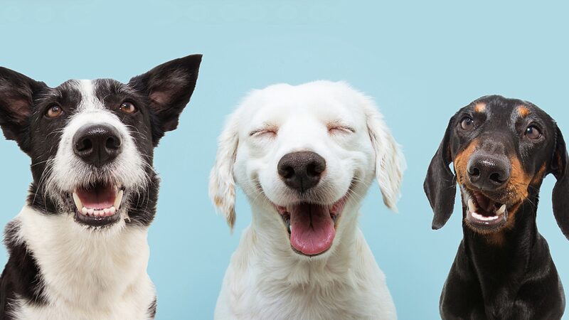 Celebrating_International_Dog_Day__Honoring_Our_Canine_Heroes - My Global News: Voices of a New Era Celebrating_International_Dog_Day__Honoring_Our_Canine_Heroes