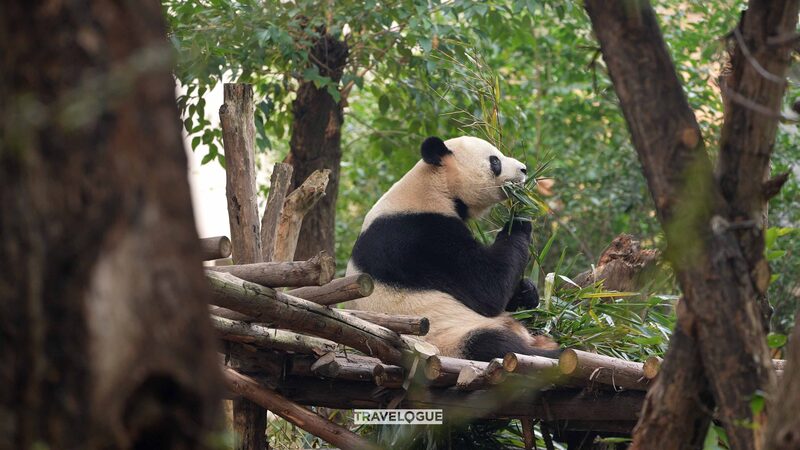 Chengdu_Panda_Base__Meet_Hundreds_of_Adorable_Giant_Pandas
