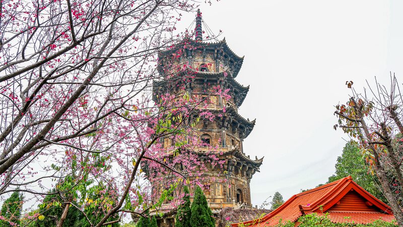 Cherry_Blossoms_Transform_Quanzhou_s_1_300_Year_Old_Temple_into_Spring_Hotspot - My Global News: Voices of a New Era Cherry_Blossoms_Transform_Quanzhou_s_1_300_Year_Old_Temple_into_Spring_Hotspot