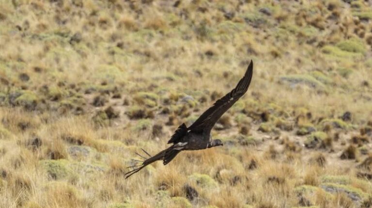 Chilean_Patagonia_Welcomes_Four_Andean_Condors_Back_to_Wild