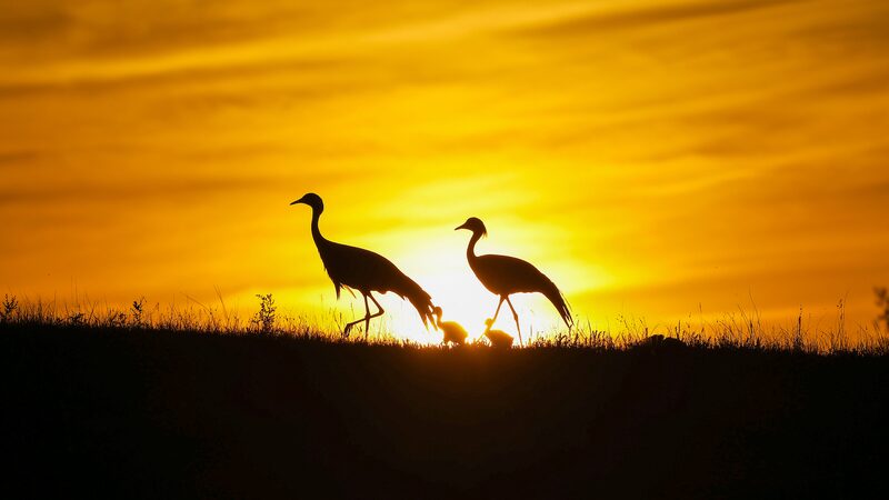China_Commits_to_Protect_90__of_Bird_Migration_Habitats_by_2030