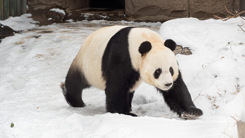 China_Expands_Global_Giant_Panda_Conservation_Efforts