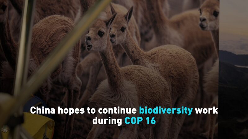 China_Eyes_Continued_Leadership_in_Biodiversity_at_COP16 video poster