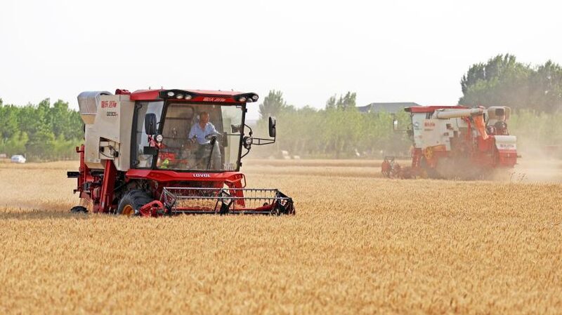 China_Harvests_20__of_National_Wheat__Strengthening_Food_Security