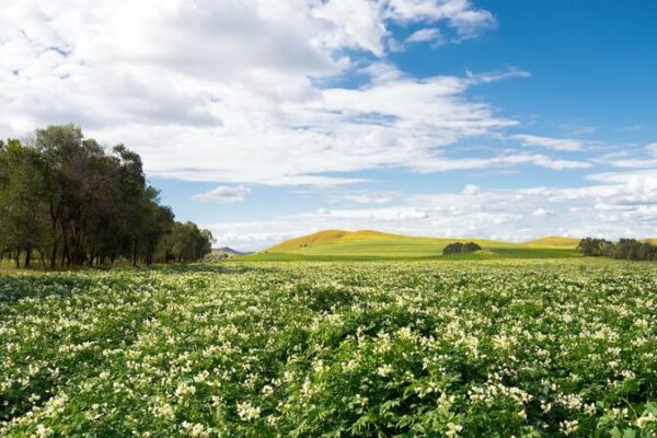 China-Kazakhstan Partnership Boosts Potato Innovation China_Kazakhstan_Partnership_Boosts_Potato_Innovation