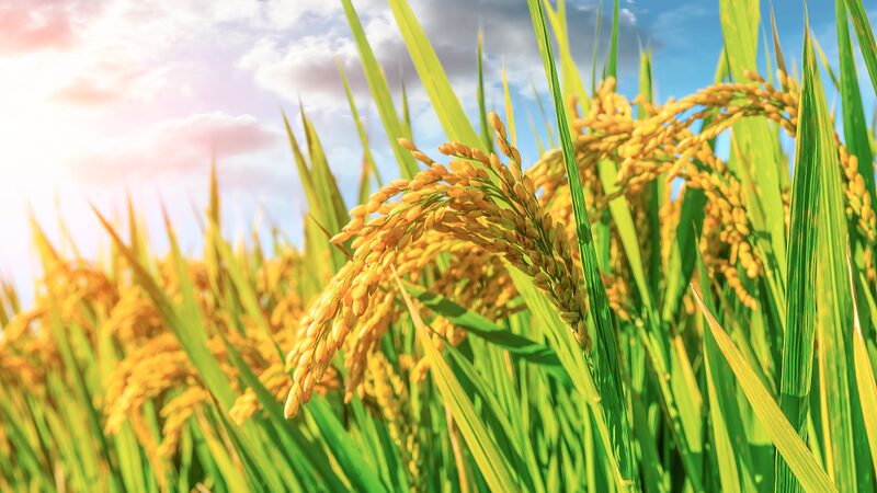 China_Launches_Ambitious_Campaign_to_Boost_Grain_Production_by_50_Million_Tonnes_by_2030 - My Global News: Voices of a New Era China_Launches_Ambitious_Campaign_to_Boost_Grain_Production_by_50_Million_Tonnes_by_2030