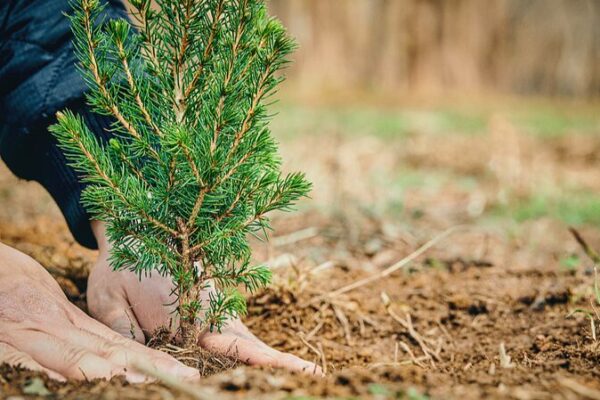 China Marks Tree Planting Day with Record Foresting Efforts China_Marks_Tree_Planting_Day_with_Record_Foresting_Efforts