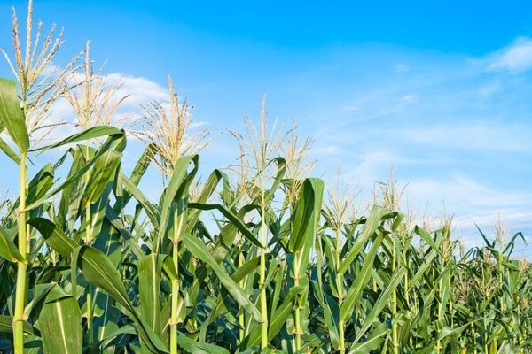 China Pioneers Gene-Edited Dwarf Corn for Higher Yields China_Pioneers_Gene_Edited_Dwarf_Corn_for_Higher_Yields