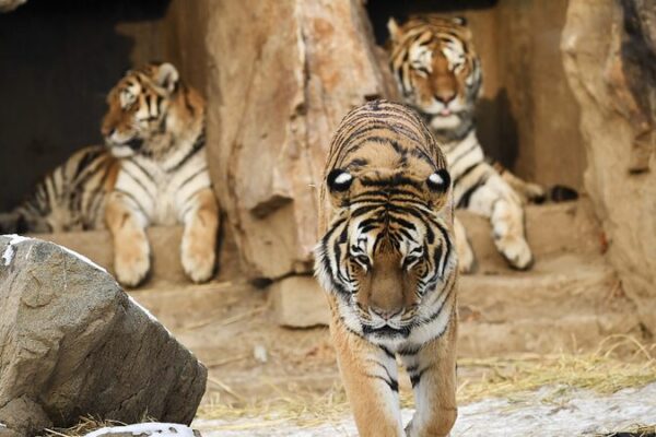 China_Russia_Launch_Joint_Lab_to_Protect_Endangered_Siberian_Tigers