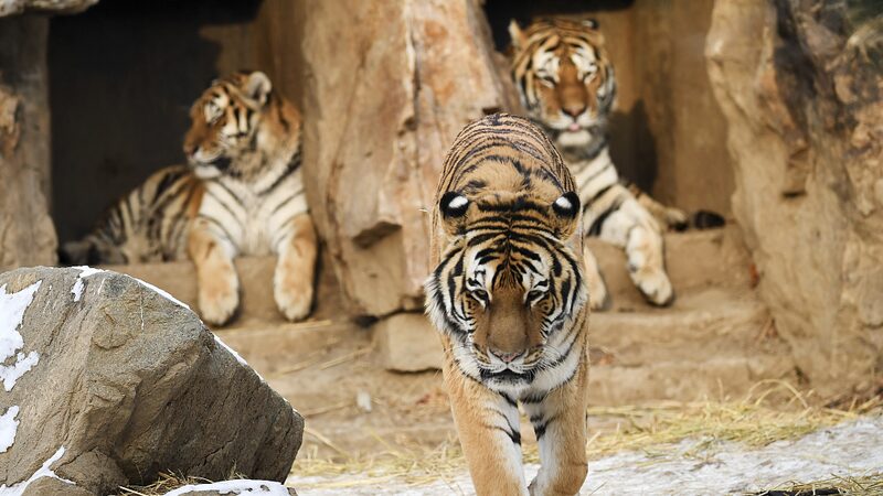 China_Russia_Launch_Joint_Lab_to_Protect_Endangered_Siberian_Tigers - My Global News: Voices of a New Era China_Russia_Launch_Joint_Lab_to_Protect_Endangered_Siberian_Tigers