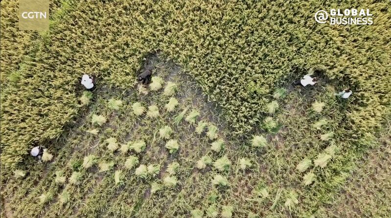 China_Uganda_Collaboration_Boosts_Agricultural_Productivity - My Global News: Voices of a New Era China_Uganda_Collaboration_Boosts_Agricultural_Productivity