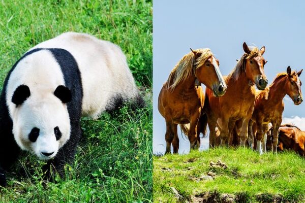 China and France Collaborate to Protect National Parks and Biodiversity China_and_France_Collaborate_to_Protect_National_Parks_and_Biodiversity