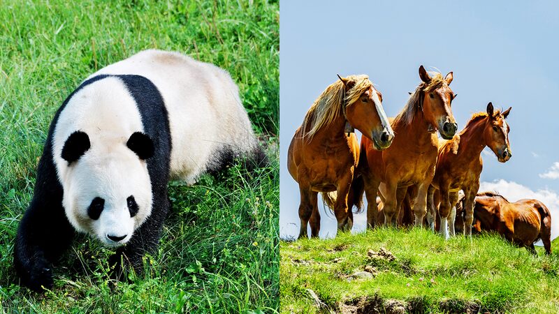 China_and_France_Collaborate_to_Protect_National_Parks_and_Biodiversity