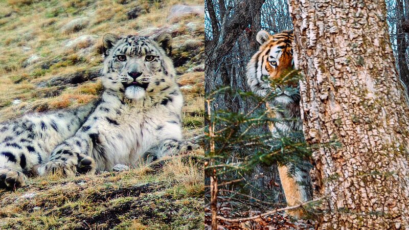 China_and_Russia_Enhance_Wildlife_Protection_with_New_National_Parks