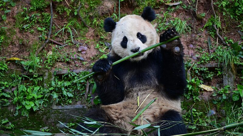 China and U.S. Launch New Panda Conservation Initiative China_and_U_S__Launch_New_Panda_Conservation_Initiative