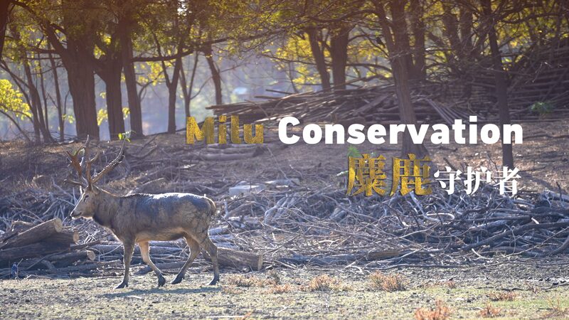 China’s Ancient Milu Deer Revived Through Passionate Conservation Efforts China_s_Ancient_Milu_Deer_Revived_Through_Passionate_Conservation_Efforts video poster