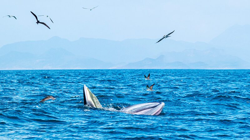 China’s Bold Steps Toward a Greener Future: Protecting Glaciers and Marine Life China_s_Bold_Steps_Toward_a_Greener_Future__Protecting_Glaciers_and_Marine_Life video poster