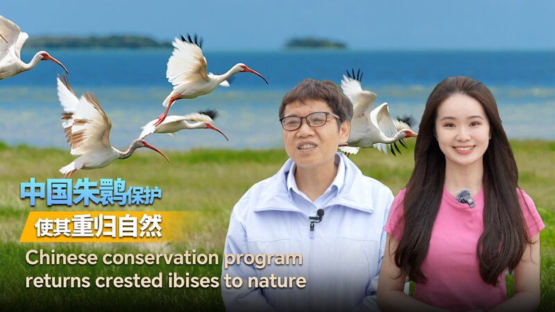 China_s_Conservation_Efforts_Bring_Crested_Ibises_Back_from_the_Brink video poster