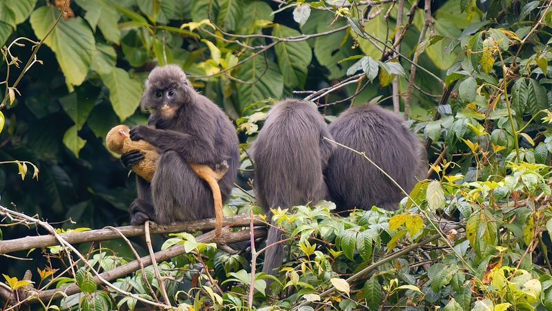 China_s_Conservation_Triumph__Safeguarding_Phayre_s_Leaf_Monkeys
