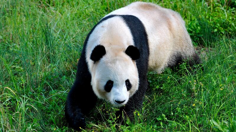 China_s_Giant_Panda_National_Park__A_Landmark_for_Biodiversity