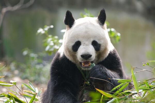 China_s_Giant_Pandas__Thriving_National_Treasures_and_Global_Ambassadors video poster