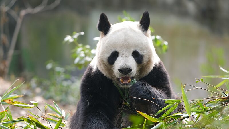 China_s_Giant_Pandas__Thriving_National_Treasures_and_Global_Ambassadors video poster