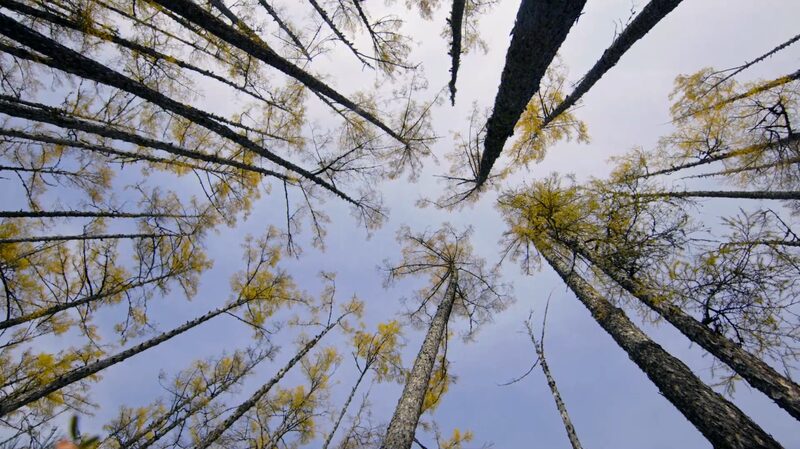 China_s_Greater_Xing_an_Range_Dazzles_in_Autumn_Splendor_poster - My Global News: Voices of a New Era China_s_Greater_Xing_an_Range_Dazzles_in_Autumn_Splendor video poster