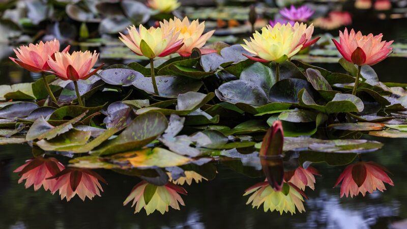 China_s_Kunming_Biodiversity_Fund_Set_to_Boost_Global_Conservation_Efforts_Before_COP16
