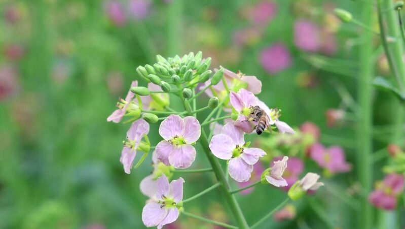 China_s_Spring_Blooms_Drive_Tourism_and_Boost_Local_Economies_poster - My Global News: Voices of a New Era China_s_Spring_Blooms_Drive_Tourism_and_Boost_Local_Economies video poster